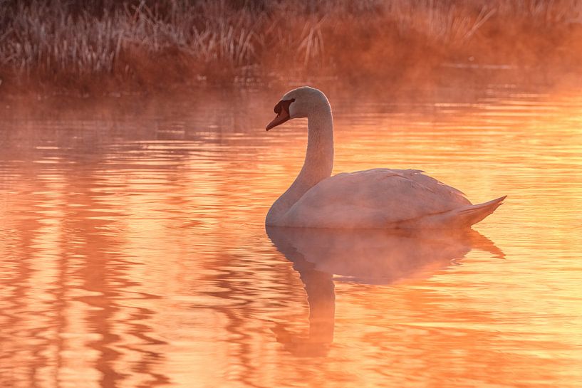 winterdream by Arnoud van der Aart