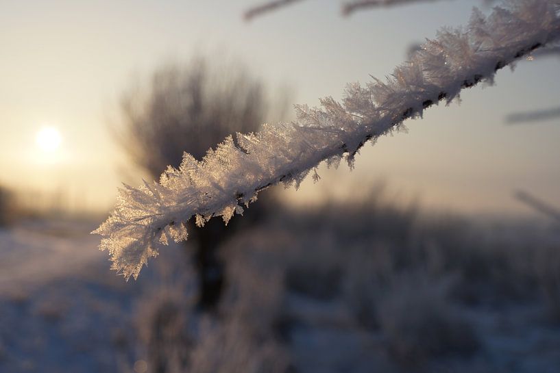 Winter in de Hollandse Biesbosch von Michel van Kooten