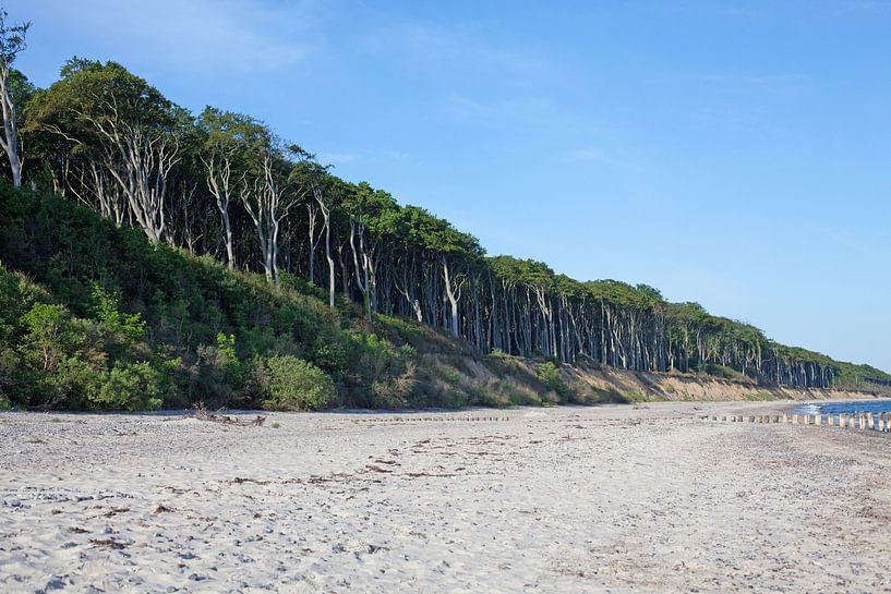Mer Baltique : Forêt fantôme près de Nienhagen par t.ART