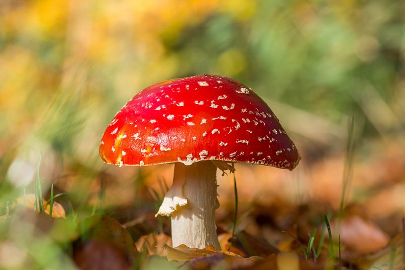 Red fly agaric in the sun with nice colorful background by Jolanda Aalbers