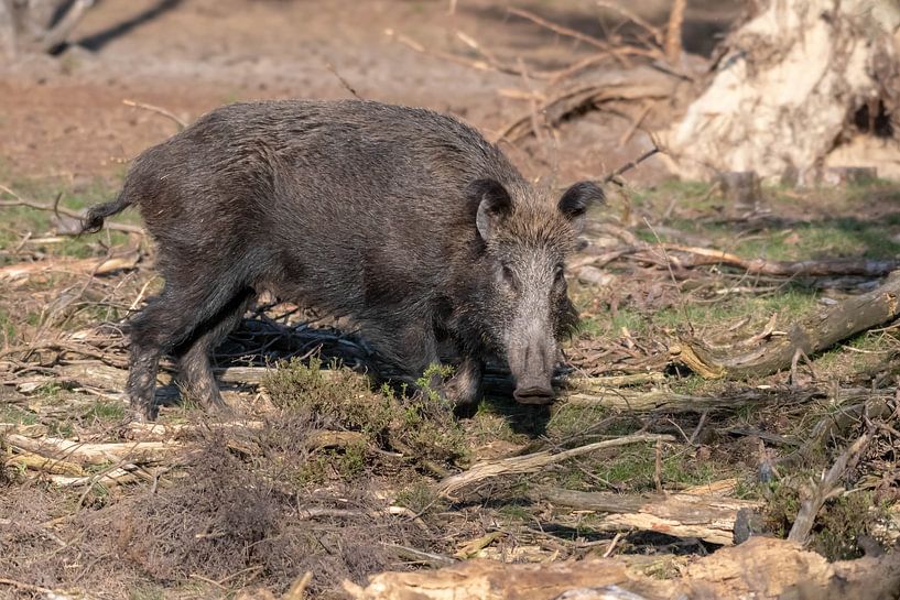 Wild Boar by Merijn Loch