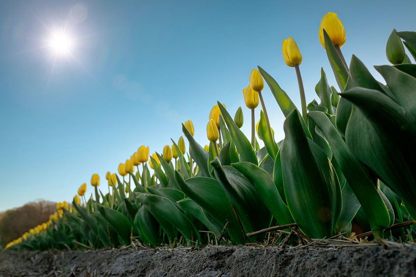 Tulipes jaunes en rang par une belle journée ensoleillée de printemps par Chi