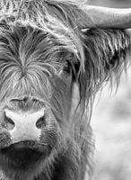 Schottischer Highlander Porträt Schwarz und weiß