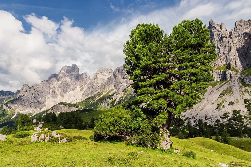 Zirbenherz von Coen Weesjes
