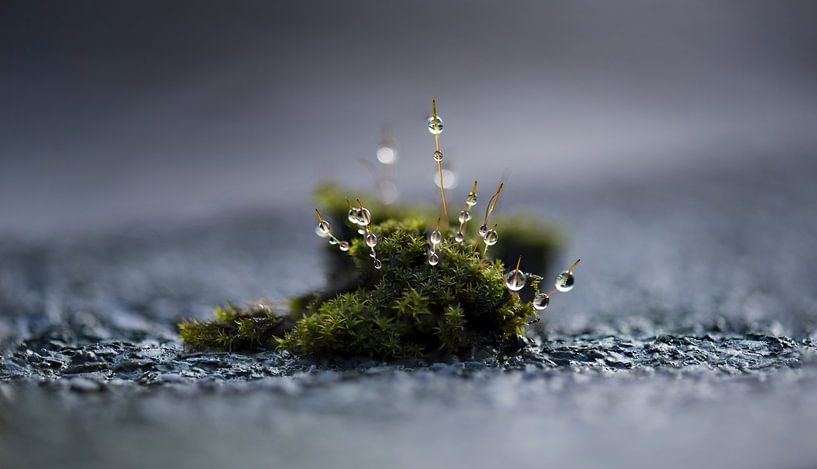 Dewdrops 1 by Patrick Verheij