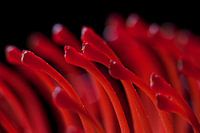 Metrosideros excelsa