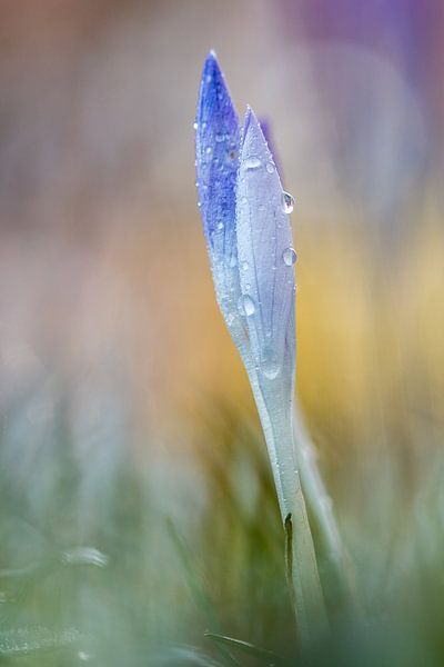 krokus close von Maja Ooms