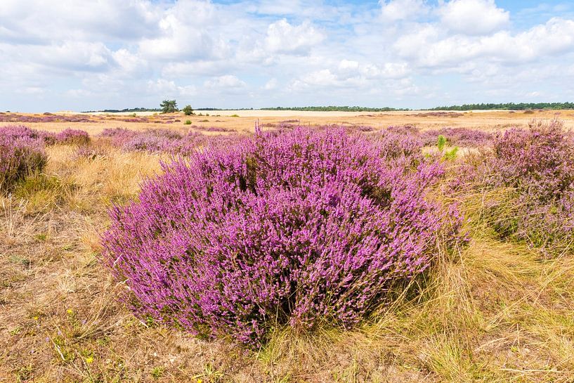 Bruyère fleurie par Merijn Loch