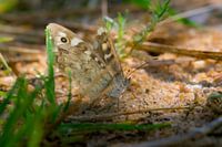 Beautiful Brown Butterfly in the Sand