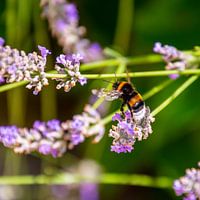Eine Biene nähert sich