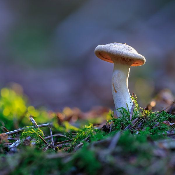 A mushroom in the evening sun by Horst Husheer