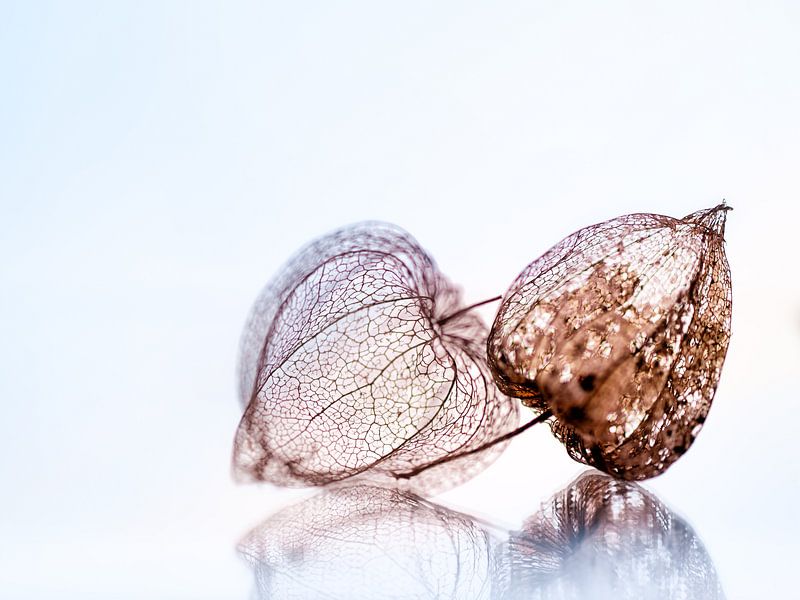 Fragile by Joey Hohage