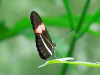 Balancerende vlinder 