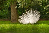 white peacock