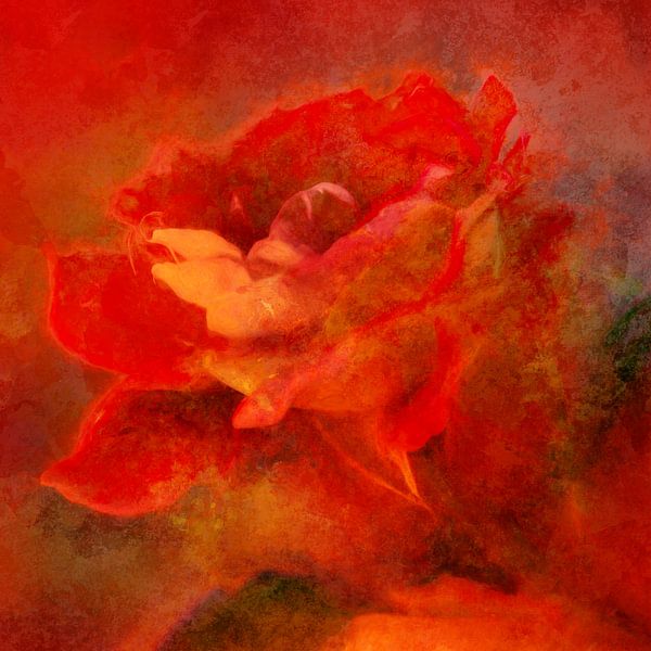 Lady rose von Andreas Wemmje