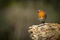 robin on stump