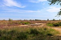 Balloerveld on the moors