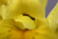 Sumpf-Schwertlilie 2