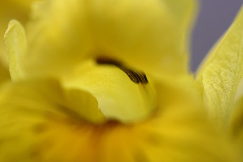 Sumpf-Schwertlilie 2 von Lisette Tegelberg - Zegwaard