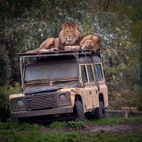 Des lions sur le toit d'une jeep