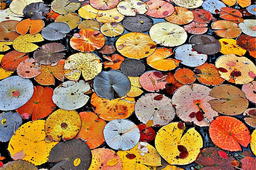 Impressionistic water lilies by Art & Soul Creations