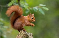 Red Squirrel 