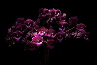 Orchidee Phalaenopsis 'Hot Kiss'.