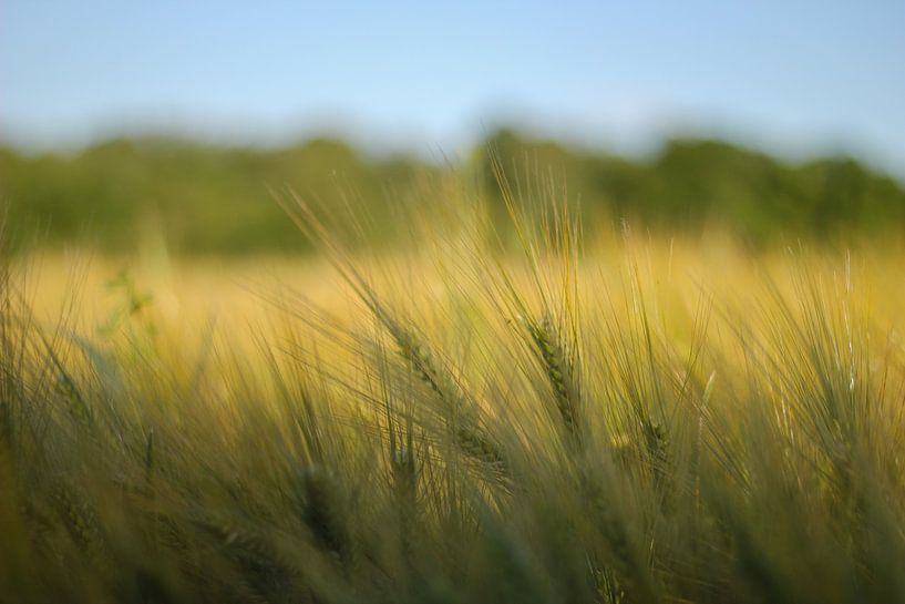 Getreidefeld von Florian Kampes