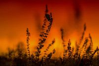 blauwtje tijdens zonsondergang