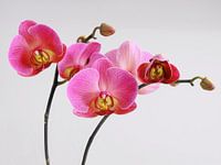 Pink Orchids