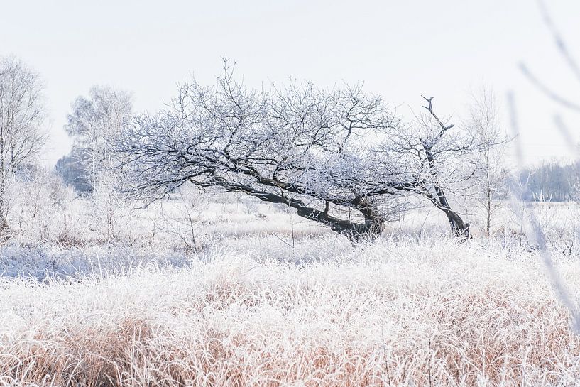 A frozen world, beautiful nature during the winter season by Ratna Bosch