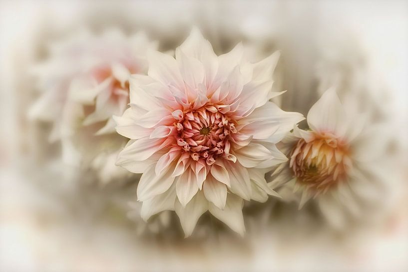 Dreamy Dahlias - Boho Vintage by Marlika Art