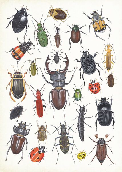 Collage beetles in the Netherlands by Jasper de Ruiter