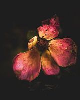 Dog rose in autumn colours