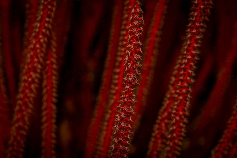 Korallensprießen, Insel Mabul in Malaysia von Travel Tips and Stories