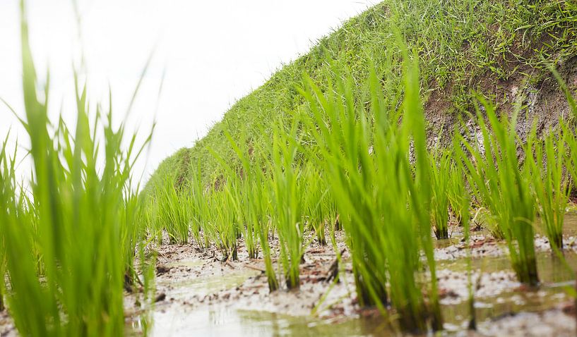 In het rijstveld von Giovanni de Deugd
