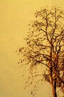 Tree in yellow and brown