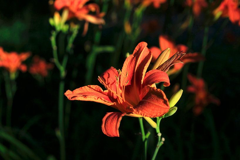 Lilies by Thomas Jäger