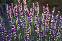 Beautiful purple lavender flowers