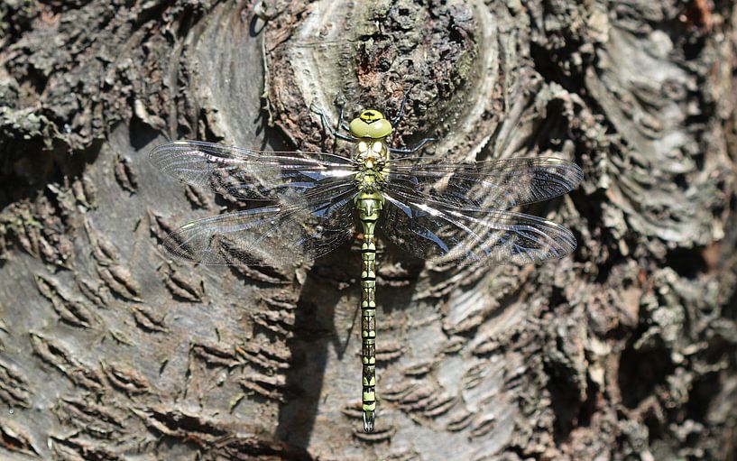 Blaugrüne Mosaikjungfer von Matthias Brix