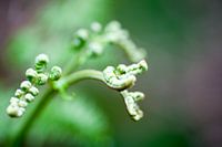 Fougères aux feuilles frisées, en gros plan