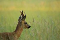 Reebok in ochtendlicht