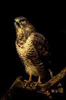 Buizerd met prachtige donkere achtergrond