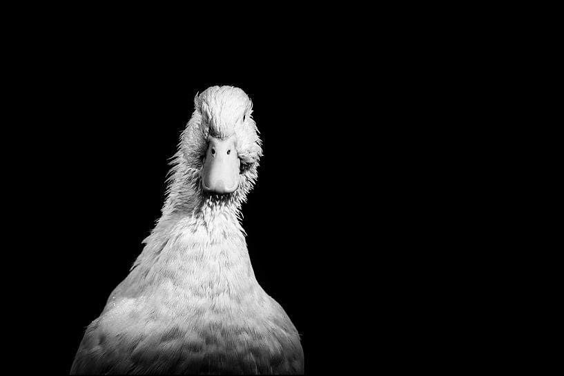 Portrait en noir et blanc Canard de Pékin par Corrine Ponsen