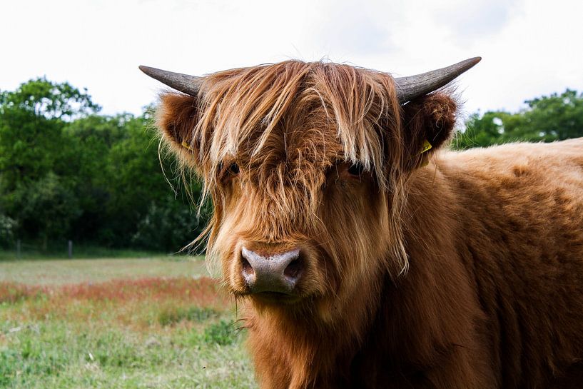 Schottische Highlander-Kuh von Rick Van der bijl
