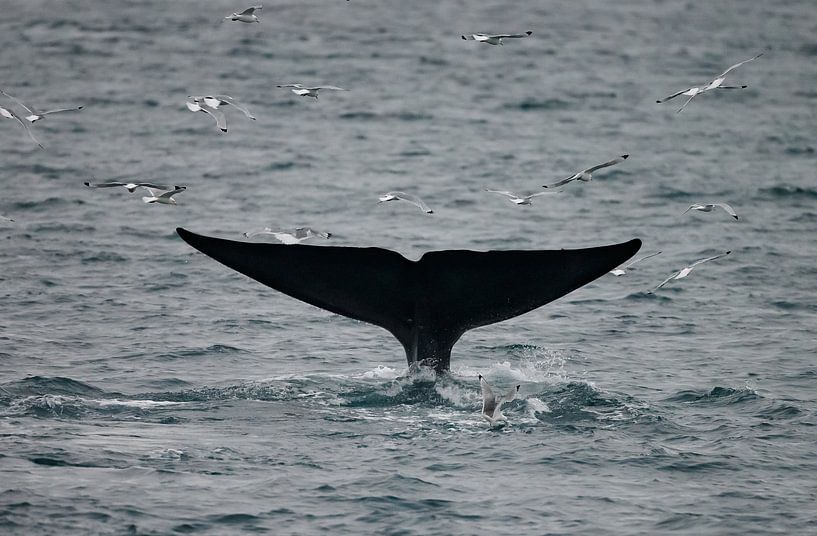 Blue Whale fluke by Menno Schaefer