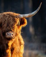 Vache des Highlands