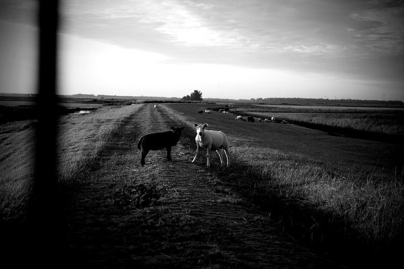 Schaf von Michel Koenes