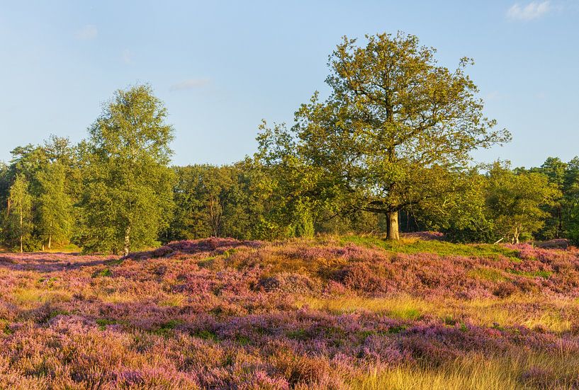Sonnenaufgang Dwingelderveld (Drenthe) von Marcel Kerdijk