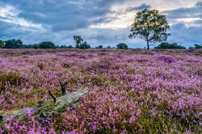 Violet par Richard Guijt Photography